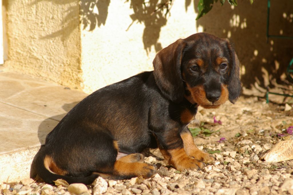 Des Troubadours Cathares - Chiot disponible  - Teckel poil dur