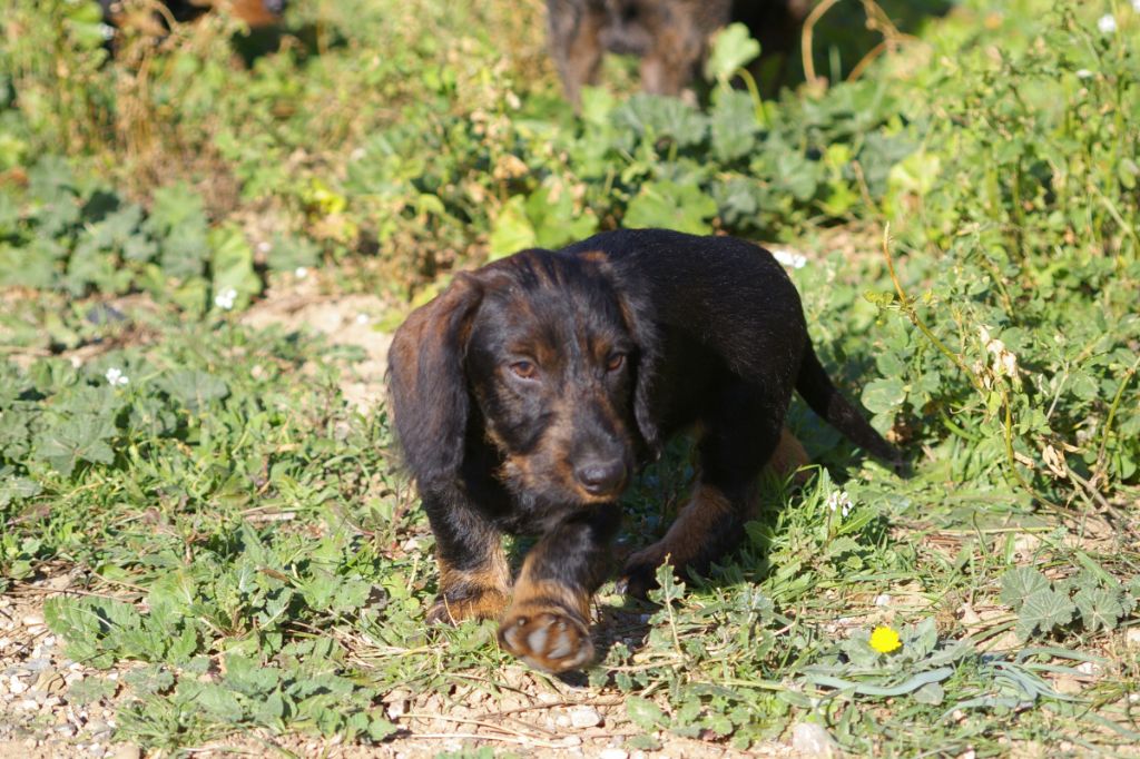 Des Troubadours Cathares - Chiot disponible  - Teckel poil dur