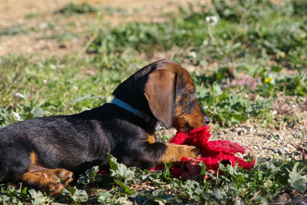 Des Troubadours Cathares - Chiot disponible  - Teckel poil dur