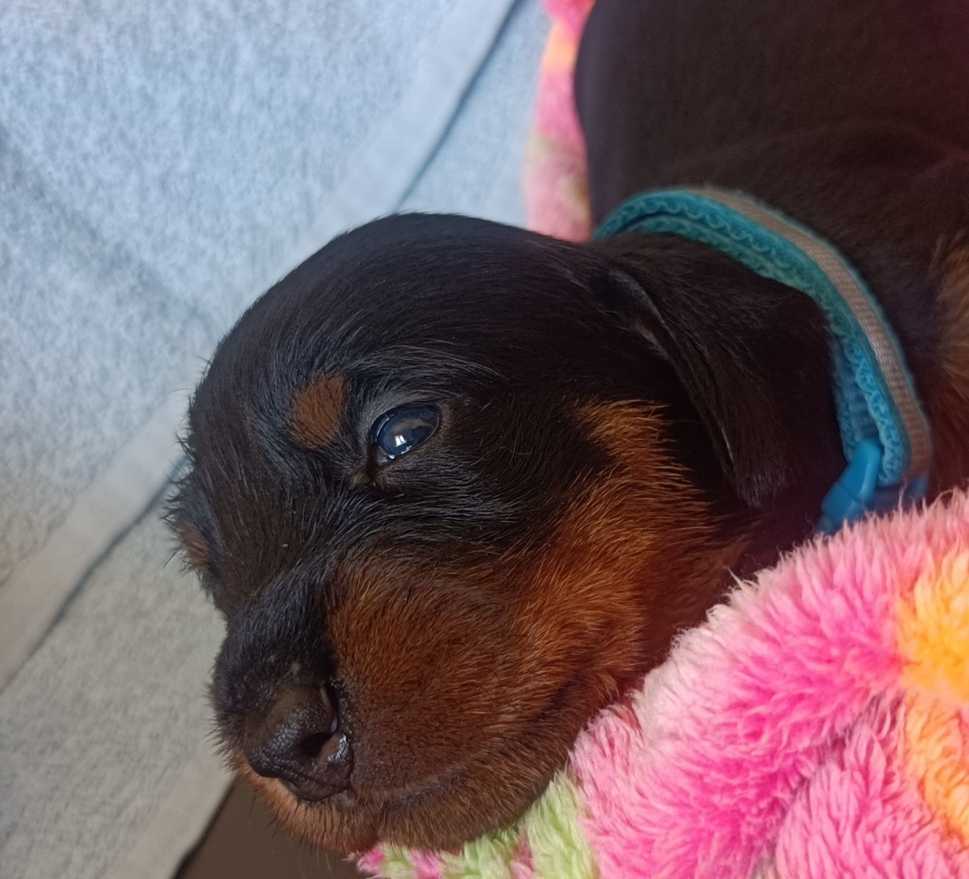 Des Troubadours Cathares - Chiots disponibles - Teckel poil dur