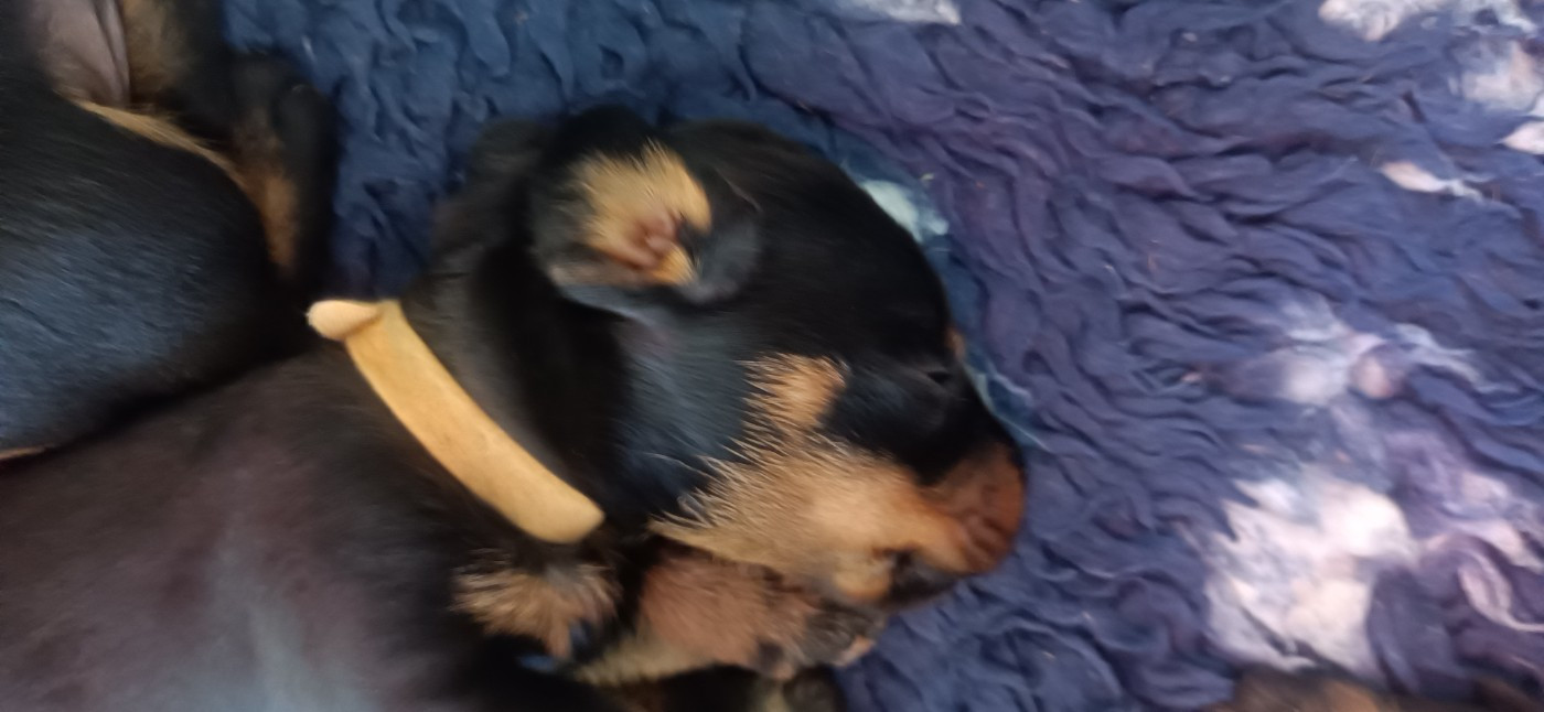 Des Troubadours Cathares - Chiots disponibles - Teckel poil dur