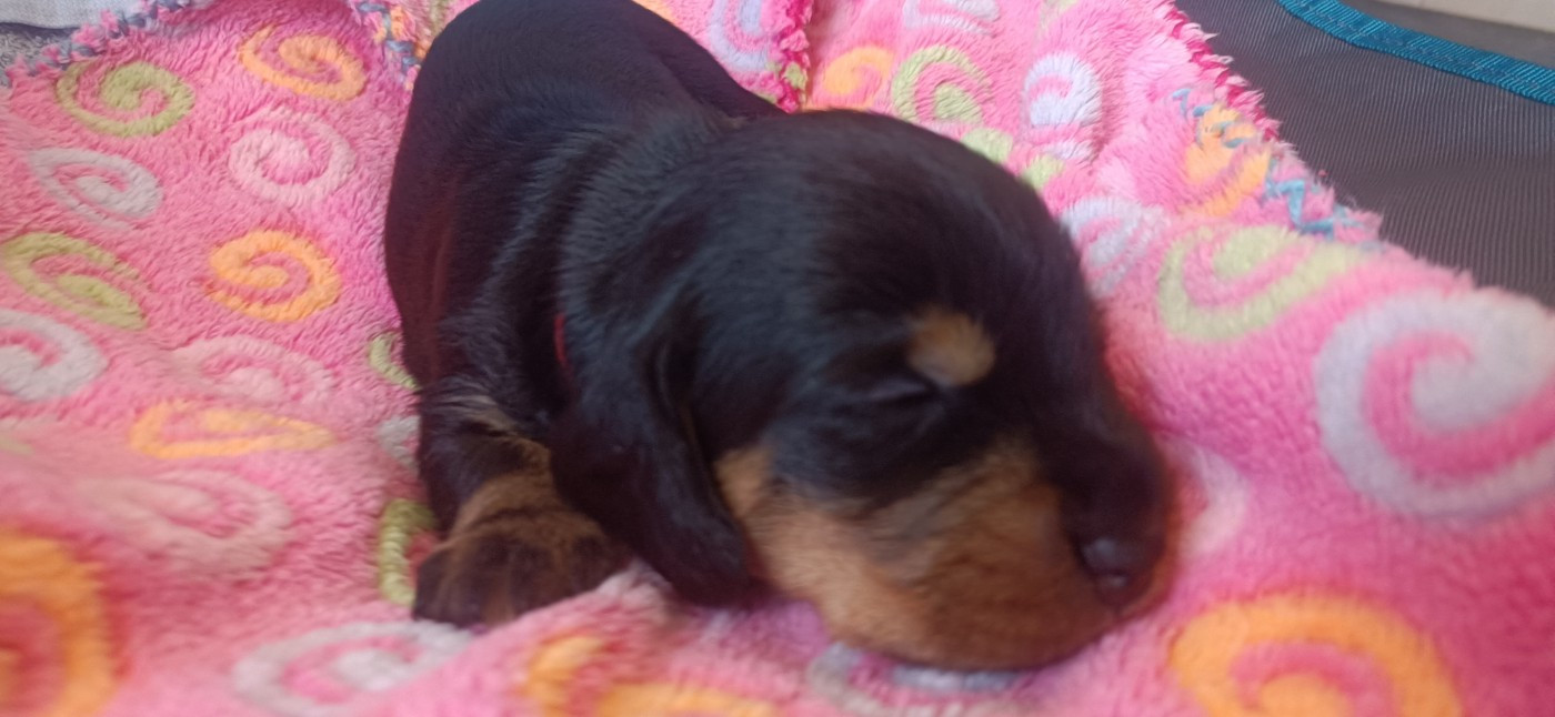 Des Troubadours Cathares - Chiots disponibles - Teckel poil dur