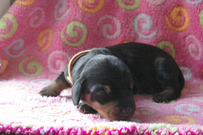 CHIOT 4