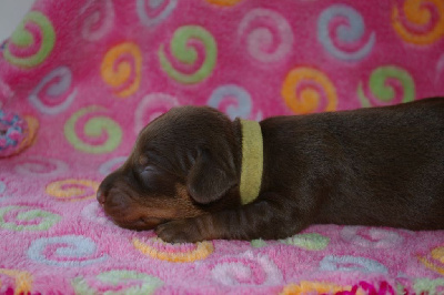 CHIOT 6