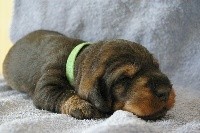 CHIOT