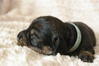 CHIOT