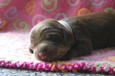 CHIOT 5