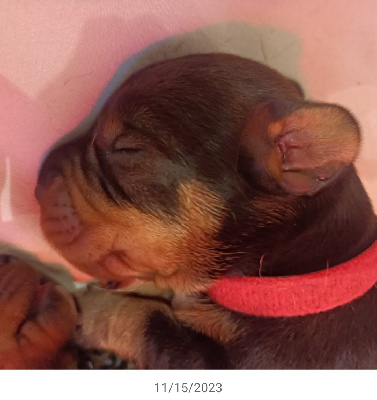 CHIOT 7-rouge