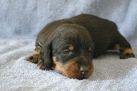 CHIOT