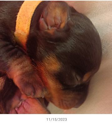 CHIOT 6-jaune