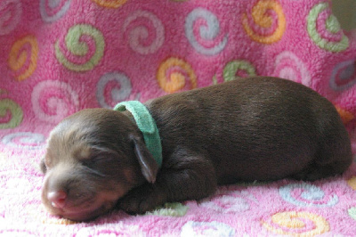CHIOT 2