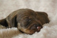 CHIOT