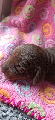 CHIOT 1