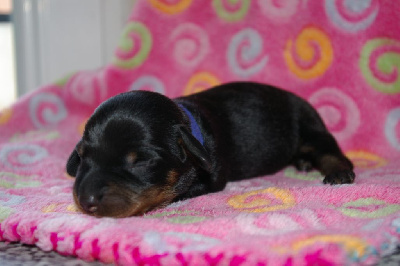 CHIOT 3